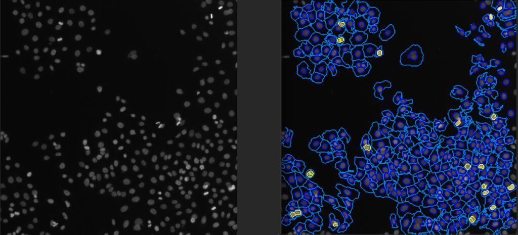 Cell Painting Batch (CPB) Workflow Cell Painting Batch (CPB) Workflow