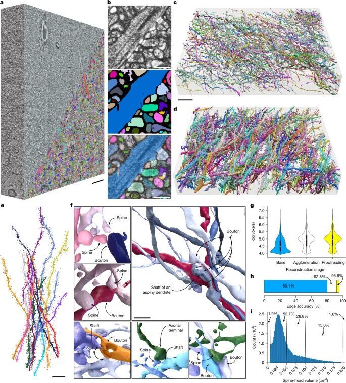 Deep-learning-based segmentation Deep-learning-based segmentation