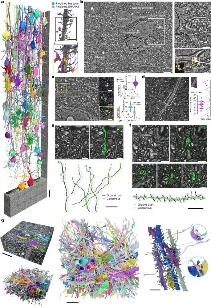 Dense connectomic reconstruction of mammalian brain tissue with light microscopy Dense connectomic reconstruction of mammalian brain tissue with light microscopy